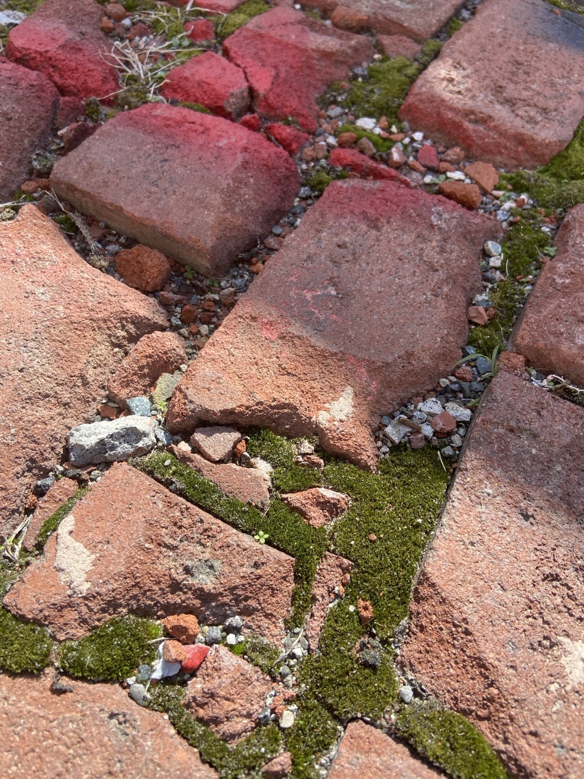 Bright green moss filling the cracks between weathered red bricks