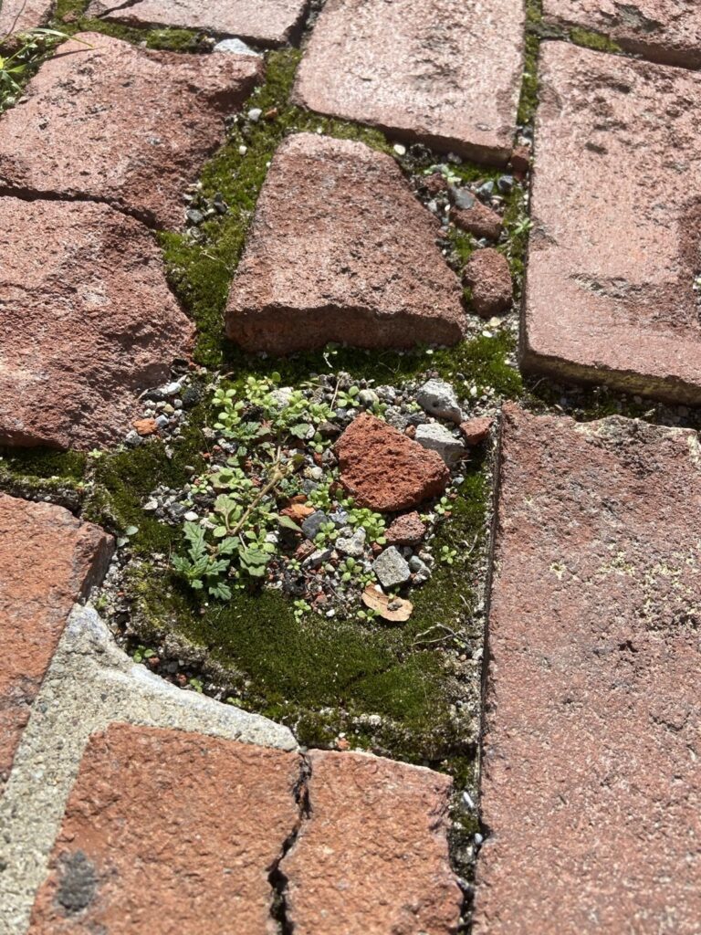 Moss and tiny green plants growing between old broken bricks