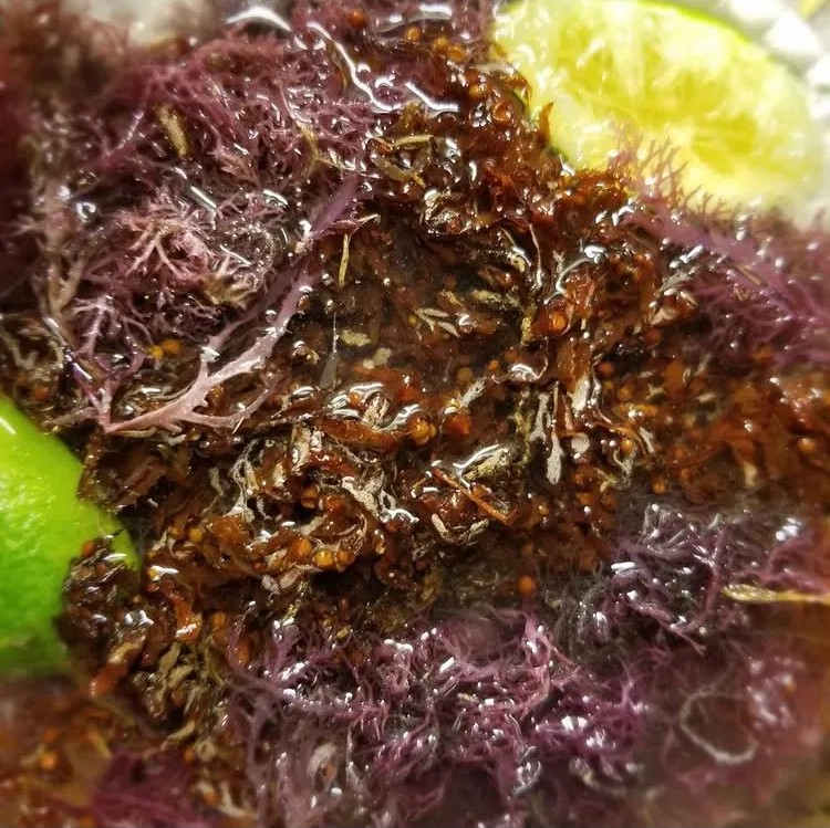 Soaked purple and gold sea moss with fresh lime